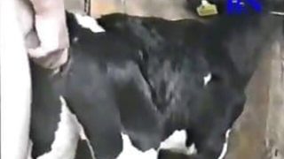 رجل ينيك عجلة سكسي نادر حيوانات تتناك من انسان